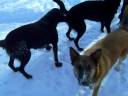 Emma,Marley and Bella.wmv