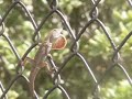 Territorial/Flirting Anole Territorial/Flirting Anole