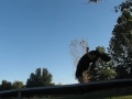 Backflip Crazeyness