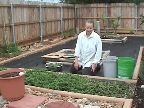 how to plant spearmint