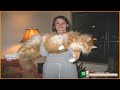 Os gatos de Estimação mais engraçados da internet 2