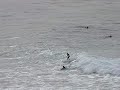 http://www.frussurf.com Sopelana La Salvaje Domingo 12 2008