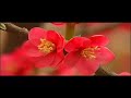 Tibetan Song Nga Yugne Madro - Phurbu T. Namgyal LOVE STORY