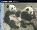 wolong-boo-feeding.html