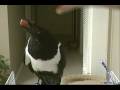 Cuervo the Pet Crow Cuervo the Pet Crow