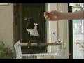 Cuervo the Pet Crow