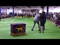 Affenpinscher Joey - Best in Show - 2013 Westminster Dog Show