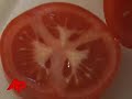 Tomato Growers Worry Salmonella Will Halt Sales