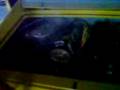videos de puma gte