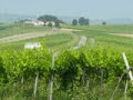 Zucconi al Rally del Pinot Zucconi al Rally del Pinot