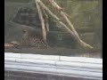 Jaguar Jaguar