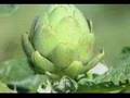 videos de COTREL - Alcachofra