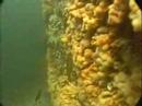 Frivannsliv sin fridykker- og undervannsjakts film fra 2005. I denne filmen møter du uv-jegere som dyrker sin lidenskap for livet under vann. Gjennom alle årets tider er disse ivrige uv-jegere i sjøen på jakt etter nye opplevelser og god mat. Opptakene er gjort i Dalsfjorden, Saltstraumen, Fosenstraumen, Sotra, Bømlo, Byrknesøy, Øygarden, Kristiansund og Ørlandet.