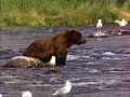 Bear.wmv Bear.wmv