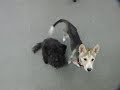 鉄みかん.mov