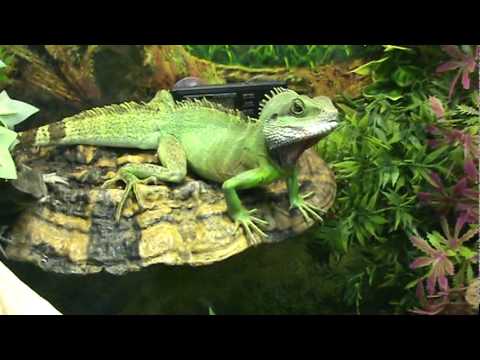 how to treat mbd in iguanas