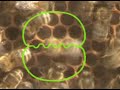 Bee Dance (Waggle Dance) Bee Dance (Waggle Dance)