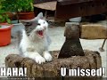This is my second funny LoL Cats Video.My Title is Funny LoL Catz with music, Gnars Barkley - Crazy.