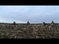 videos de Thanksgiving Ducks
