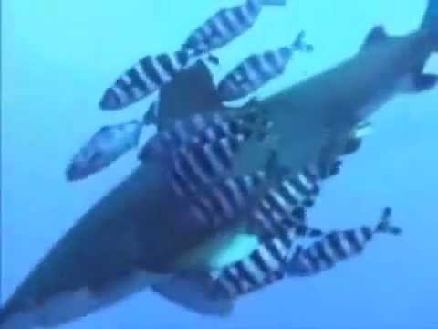 0 Nadar con Tiburones en el Mar Rojo