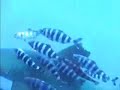 Oceanic white tip sharks - red sea Egypt