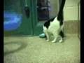 Adopt a Cat Hattie MSPCA Springfield Massachusetts