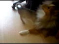chihuahua vs sheltie big fight.3GP