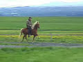 Tlt: az izlandi lovak specilis jrmdja