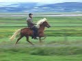 Super T�lt on an Icelandic Horse
