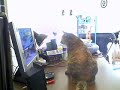 かわいい猫動画