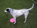 This one time I dyed my dog blue