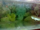 arowana vs crocodile