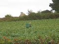 artichoke