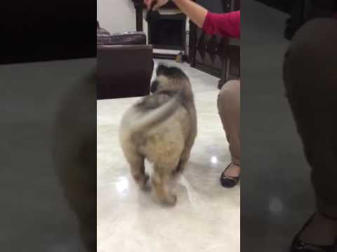 vadim, caucasian ovcharka puppy