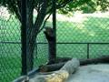 Otter Trying to Get Out of Pen