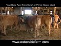 Watersidefarm Vacation House, Prince Edward Island