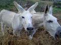 Lucky the dog driving the goatand donkeys CRAZY!!