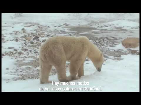 Imagen de previsualización de YouTube