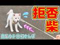 拒否柴　～白柴ゆきと、しばいぬ団の初さんぽ～