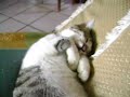 gata =P