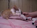 Peanut vs. Milky