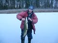 Ixa 4.5 kilone haug Ixa 4.5 kilone haug
