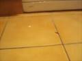 videos de slug babies