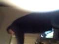 videos de jamie trice dancing to 50 cent