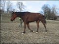 9,3,2008Hry tam nejsou celé, ale jen střihy. A všiměte si nové metody překonávání cvalového dvojskoku :-)