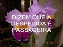 pra nao dizer que nao falei das flores