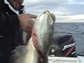 snowballs first big cod