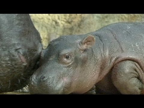 Video: un cucciolo di ippopotamo, la nuova mascotte dello zoo di Berlino