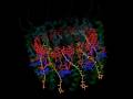 Structure of LH2 from purple bacteria Rhodopseudomonas acidophila 10050