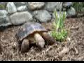Olive the Desert Tortoise Olive the Desert Tortoise